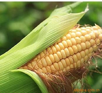 西安饲料厂新鲜玉米秆收购指南 价格、供应与厂家批发全解析